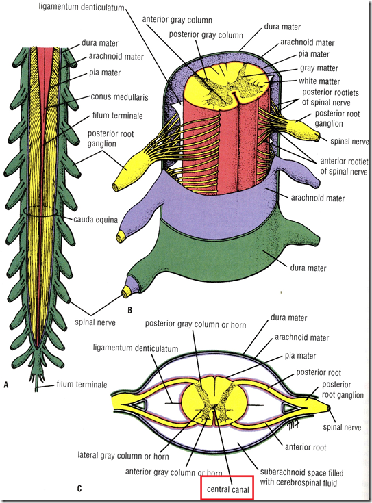 Organisation of Peripheral Nervous System & Spinal Cord - Medatrio